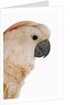 Cockatiel by Anonymous