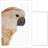 Cockatiel by Anonymous