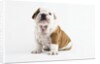 Bulldog Puppy by Anonymous