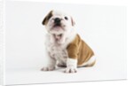 Bulldog Puppy by Anonymous
