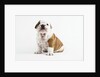 Bulldog Puppy by Anonymous