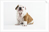 Bulldog Puppy by Anonymous