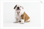 Bulldog Puppy by Anonymous