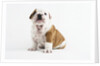 Bulldog Puppy by Anonymous