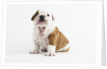 Bulldog Puppy by Anonymous