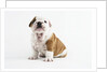 Bulldog Puppy by Anonymous