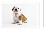 Bulldog Puppy by Anonymous