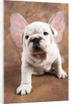 Bulldog Puppy Wearing Angel Wings by Anonymous