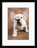 Bulldog Puppy Wearing Angel Wings by Anonymous