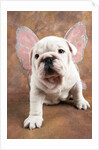 Bulldog Puppy Wearing Angel Wings by Anonymous