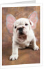 Bulldog Puppy Wearing Angel Wings by Anonymous