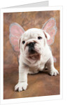 Bulldog Puppy Wearing Angel Wings by Anonymous