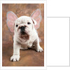 Bulldog Puppy Wearing Angel Wings by Anonymous