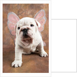 Bulldog Puppy Wearing Angel Wings by Anonymous