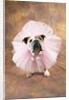 Bulldog Wearing Tutu by Corbis