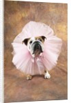 Bulldog Wearing Tutu by Corbis