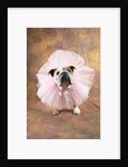 Bulldog Wearing Tutu by Corbis