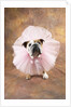 Bulldog Wearing Tutu by Corbis