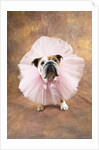 Bulldog Wearing Tutu by Corbis