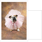 Bulldog Wearing Tutu by Corbis