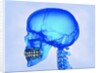 Human Skull by Anonymous