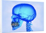 Human Skull by Anonymous