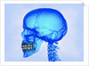Human Skull by Anonymous