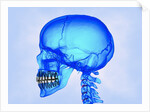 Human Skull by Anonymous