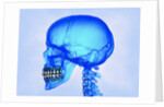 Human Skull by Anonymous