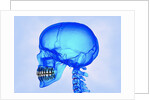 Human Skull by Anonymous