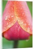 Tulip with Rain Drops by Anonymous