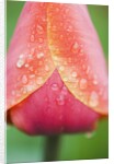 Tulip with Rain Drops by Anonymous