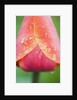 Tulip with Rain Drops by Anonymous