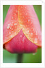 Tulip with Rain Drops by Anonymous