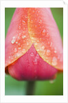Tulip with Rain Drops by Anonymous