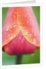 Tulip with Rain Drops by Anonymous