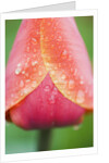 Tulip with Rain Drops by Anonymous