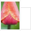 Tulip with Rain Drops by Anonymous