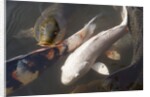 Kois in Pond by Anonymous