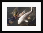 Kois in Pond by Anonymous