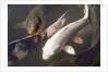 Kois in Pond by Anonymous