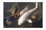 Kois in Pond by Anonymous
