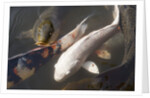 Kois in Pond by Anonymous