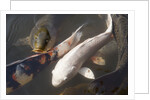 Kois in Pond by Anonymous