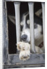 Sled Dog Resting in Kennel Before 2005 Iditarod Race by Anonymous