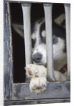 Sled Dog Resting in Kennel Before 2005 Iditarod Race by Anonymous