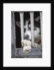 Sled Dog Resting in Kennel Before 2005 Iditarod Race by Anonymous