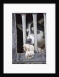 Sled Dog Resting in Kennel Before 2005 Iditarod Race by Anonymous