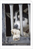 Sled Dog Resting in Kennel Before 2005 Iditarod Race by Anonymous