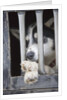 Sled Dog Resting in Kennel Before 2005 Iditarod Race by Anonymous